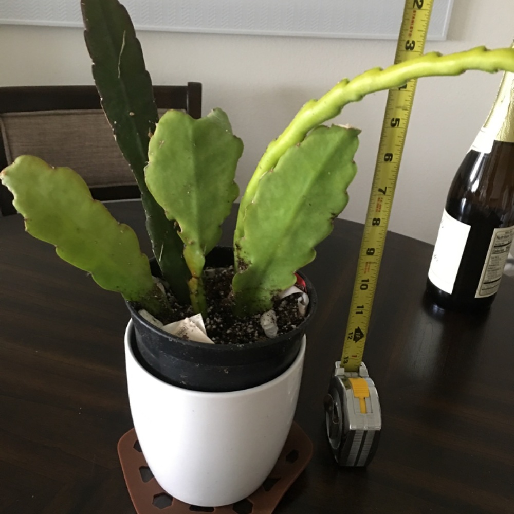 Amazing Orchid Cactus Plant.- Surprise Mixed of Vibrant Colors - Picture 4 of 12